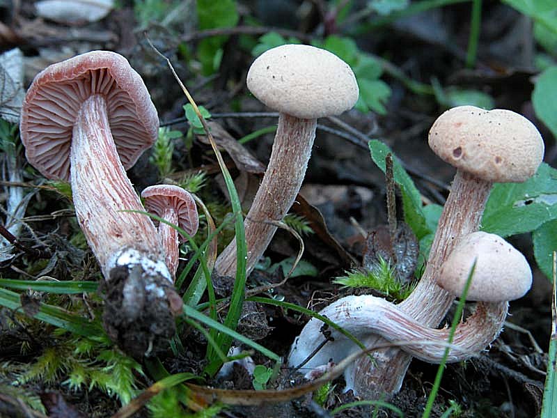 Laccaria senza nome